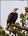 _1SB0642 bald eagle